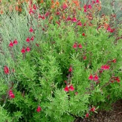 Furman's Red Texas Salvia 9 Furman's Red Texas Salvia -Floral Haven Store furmans red texas salvia
