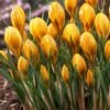 Fuscotinctus Snow Crocus -Floral Haven Store fuscotinctus snow crocus