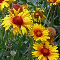 Amber Wheels Gaillardia 7 Amber Wheels Gaillardia -Floral Haven Store gaillardia aristida amber wheels 4