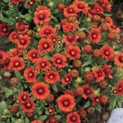 Arizona Red Shades Gaillardia -Floral Haven Store gaillardia arizona red shades flowers