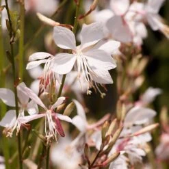 Snow Fountain Gaura -Floral Haven Store gaura lindheimeri snowfountain bloom