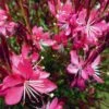 Whiskers Deep Rose Gaura -Floral Haven Store gaura whiskers deep rose 2 1