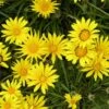 Colorado Gold® Gazania 1 Colorado Gold® Gazania -Floral Haven Store gazania linearis colorado gold treassure flower