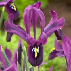 George Specie Iris (Mini Iris) -Floral Haven Store george mini iris specie iris purple