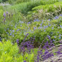 Floral Haven Store -Floral Haven Store geranium johnsons blue in garden cropped 19