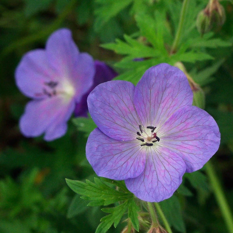 Johnson's Blue Geranium 3 Johnson's Blue Geranium