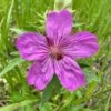 Sticky Geranium -Floral Haven Store geranium viscosissimum 1