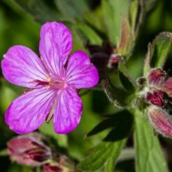 Sticky Geranium -Floral Haven Store geranium viscosissimum 3