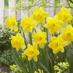 Gigantic Star Large Cupped Daffodil -Floral Haven Store gigantic star daffodil narcissus cropped 1