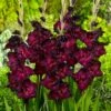 Espresso Gladiolus 2 Espresso Gladiolus -Floral Haven Store gladiolus espresso flwoer blooms garden