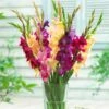 Mardi Gras Gladiolus Mix 1 Mardi Gras Gladiolus Mix -Floral Haven Store gladiolus mardi gras mix