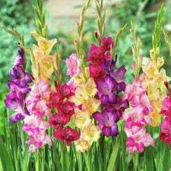 Rainbow Gladiolus Mix -Floral Haven Store gladiolusmix3 1