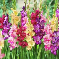 Rainbow Gladiolus Mix -Floral Haven Store gladiolusmix4 1