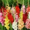 Rainbow Gladiolus Mix -Floral Haven Store gladiolusmix5 1