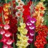Parrot Gladiolus Mix 2 Parrot Gladiolus Mix -Floral Haven Store gladiolusparrotmix1 1