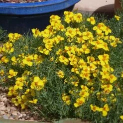 Floral Haven Store 9 Floral Haven Store -Floral Haven Store gold on blue prairie zinnia