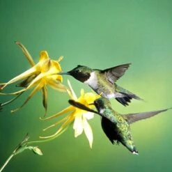 Golden Spur Columbine -Floral Haven Store golden spur columbine aquilegia