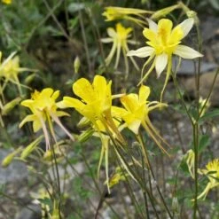 Golden Spur Columbine -Floral Haven Store golden spur columbine aquilegia