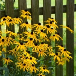 Goldsturm Black Eyed Susan -Floral Haven Store goldstrum black eyed susan 2