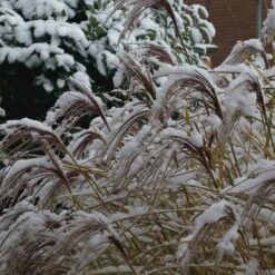 Gracillimus Miscanthus Grass 15 Gracillimus Miscanthus Grass -Floral Haven Store gracillimus miscanthus grass