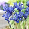 Harmony Specie Iris (Mini Iris) -Floral Haven Store harmony mini iris specie iris 1
