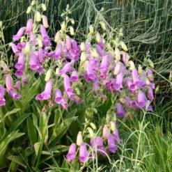 Spanish Peaks® Foxglove -Floral Haven Store hblvz51 digitalis thapsi spanish peaks 2