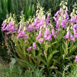 Spanish Peaks® Foxglove -Floral Haven Store hblvz51 digitalis thapsi spanish peaks