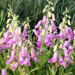 Spanish Peaks® Foxglove -Floral Haven Store hblvz51 digitalis thapsi spanish peaks 3