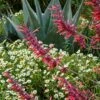Glowing Embers® Agastache -Floral Haven Store hcg agastache glowing embers agave havardiana melampodium 1 1