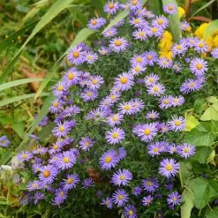 Native Dry Area Wildflower Seed Mix -Floral Haven Store hcg dry area mix aster