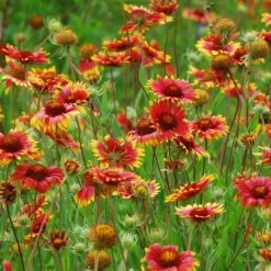 Native Dry Area Wildflower Seed Mix -Floral Haven Store hcg dry area mix blanketflower