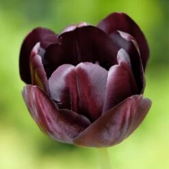 Queen Of The Night Single Late Tulip -Floral Haven Store hcg single late tulip queen of the night