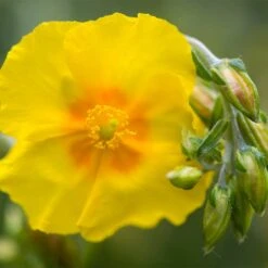 Ben Fhada Rock Rose (Helianthemum) -Floral Haven Store helianthemum ben fhada blooms buds