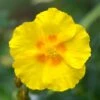 Ben Fhada Rock Rose (Helianthemum) -Floral Haven Store helianthemum ben fhada yellow