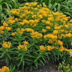 Hello Yellow Butterfly Weed -Floral Haven Store hello yellow butterfly weed
