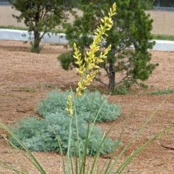 Yellow Flowering Texas Yucca (Hesperaloe) -Floral Haven Store hesperaloe parviflora yellow flower