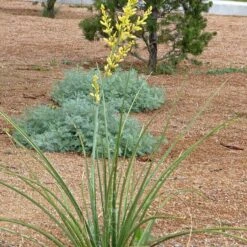 Yellow Flowering Texas Yucca (Hesperaloe) -Floral Haven Store hesperaloe parviflora yellow plant and flower