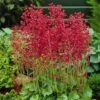 Firefly Coral Bells 1 Firefly Coral Bells -Floral Haven Store heuchera firefly coral bells 1