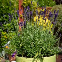 Hidcote Superior English Lavender -Floral Haven Store hidcote superior english lavender pot
