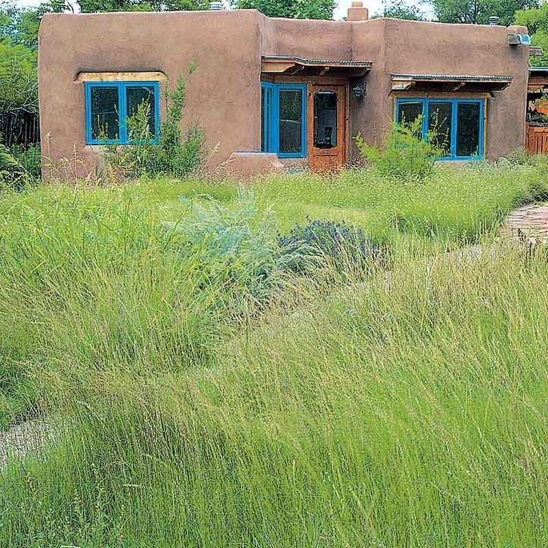 High Mountain Grass Seed Mix 3 High Mountain Grass Seed Mix - Image 2