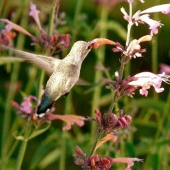 Agastache Rupestris 13 Agastache Rupestris -Floral Haven Store hummingbird agastache rupestris robert latham ca 2 1 4