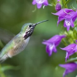 Pike's Peak Purple® Penstemon 10 Pike's Peak Purple® Penstemon -Floral Haven Store hummingbird penstemon pikes peak 75797p
