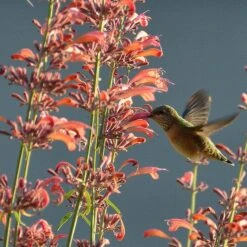 Agastache Rupestris 14 Agastache Rupestris -Floral Haven Store hummingbirdandagastache rupestris