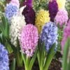 Easter Joy Hyacinth Mix -Floral Haven Store hyacinth easter joy mix garden flowers