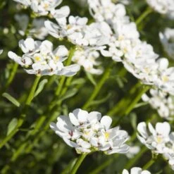 Purity Dwarf Candytuft (Iberis) -Floral Haven Store iberis sempervirens purity dwarf candytuft 59555 1 1