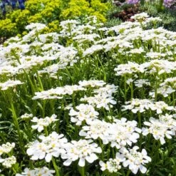 Purity Dwarf Candytuft (Iberis) -Floral Haven Store iberis sempervirens purity dwarf candytuft 59555 2.jpg 1