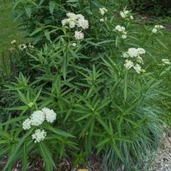 Ice Ballet Swamp Milkweed -Floral Haven Store ice ballet 4