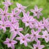 Charlotte Bishop Spring Starflower -Floral Haven Store ipheioncharlottebishop