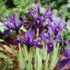George Specie Iris (Mini Iris) 1 George Specie Iris (Mini Iris) -Floral Haven Store iris histroides george 1