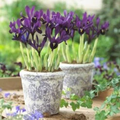 George Specie Iris (Mini Iris) -Floral Haven Store iris histroides george in containers